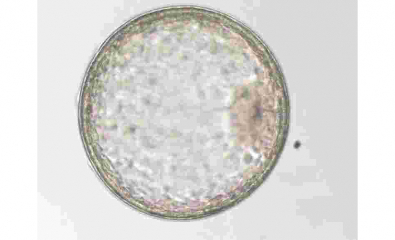 Equine embryo transfer