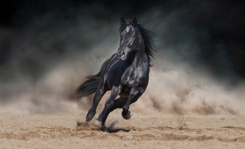 Stallion reproduction and semen handling