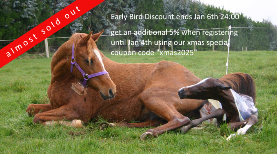 Equine embryo transfer