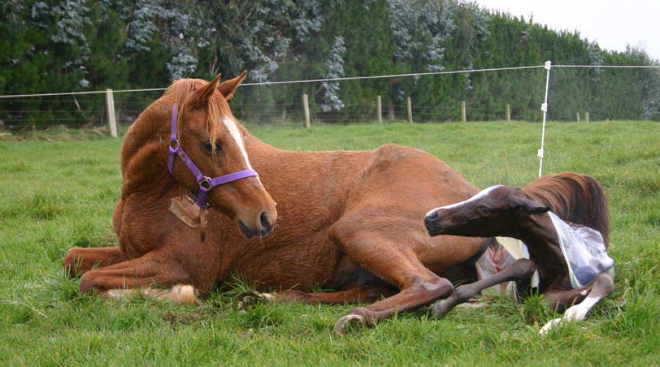 Equine embryo transfer