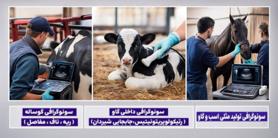 Introduction into bovine ultrasonography